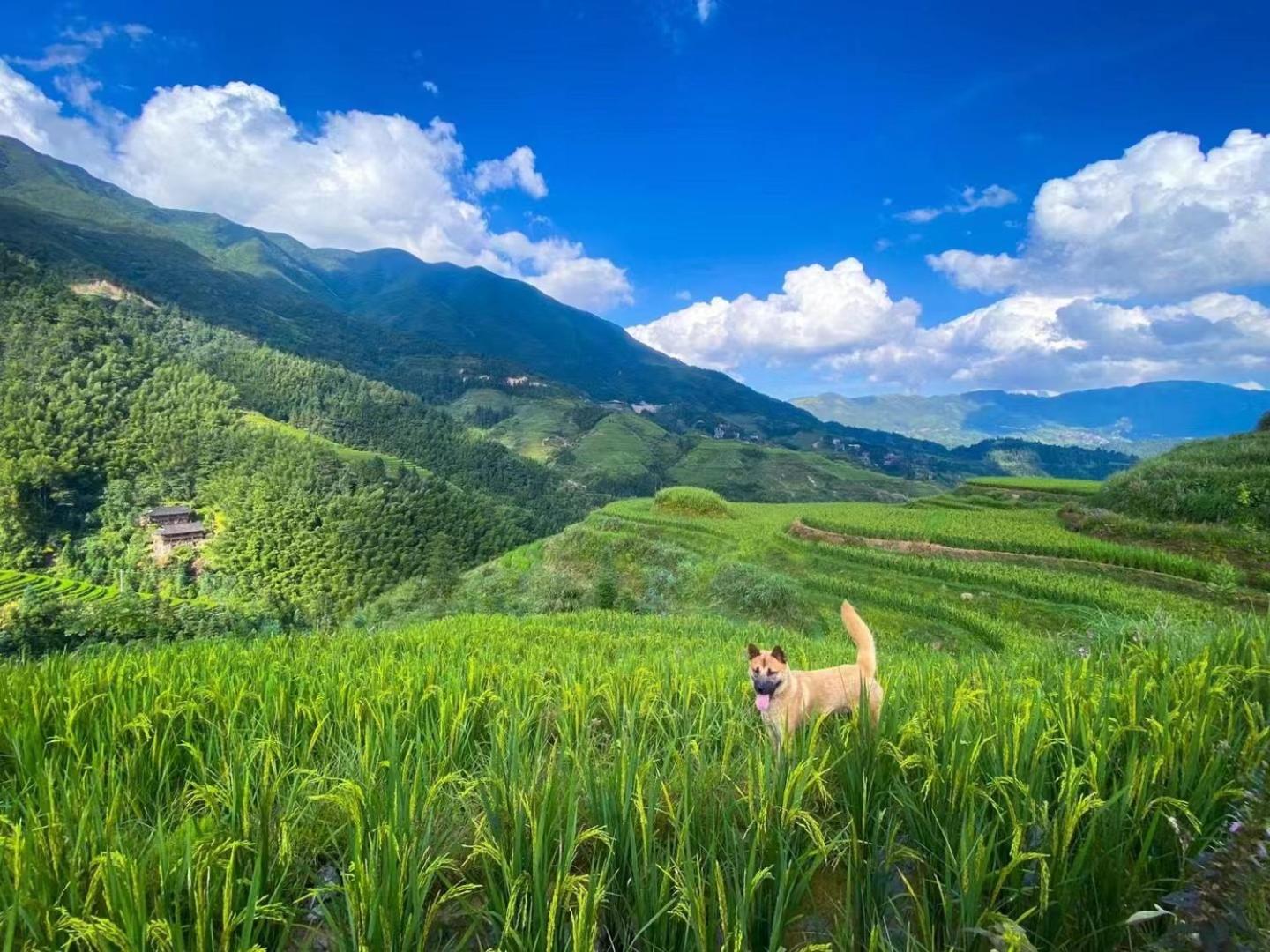 Longji Terrace La Vie Inn 竜勝 エクステリア 写真